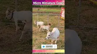 micro Mini cows like to play #yt #video #cow #cute #hindi #nature #youtube