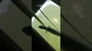 Щука подледная, без использования копья!