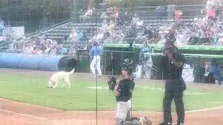 2025.09.02 Slider, Myrtle Beach Pelicans Bat Dog (1 of 2)