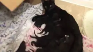 Caring for Mother Cat Raven and her Five Day Old Kittens!