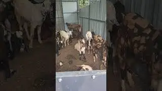 Goat farm in Thiruvananthapuram kerala, kg 450 @rooftopgoatfarm @Kerala @GOAT