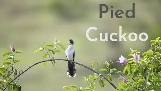 Pied Cuckoo