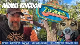 Disney's Animal Kingdom | Service Dog Sullivan | New Zootopia Show Review Safari Ride & Nomad Lounge