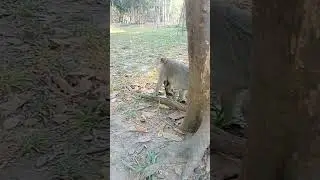 VID20240105162434 post monkey | Monkey kalip | monkey daily