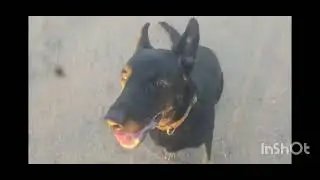 Roxy Works on her Recall and Heel! - Off Leash K9 Tucson 