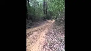 Mt mee trail bike track