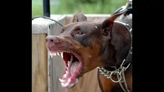Watch Out Dog Owners 11 Dog Breeds That Face Serious Restrictions in the US