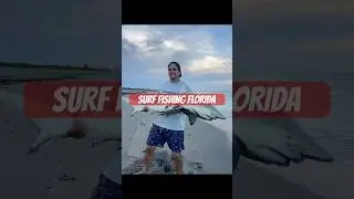 What you might catch surf fishing in Florida! #fishing #shark #florida #surffishing #fish #shorts