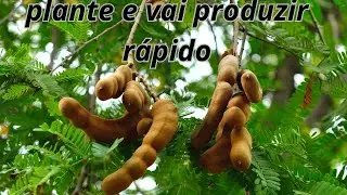 QUANTO TEMPO UM PÉ DE TAMARINDO LEVA PARA FRUTIFICAR? SERA QUE LEVA 20 OU 30 ANOS? VAMOS DESCOBRIR?