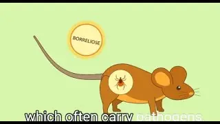 Protect your garden from ticks | Early science animation by Life Science Animation (AI voice-over)