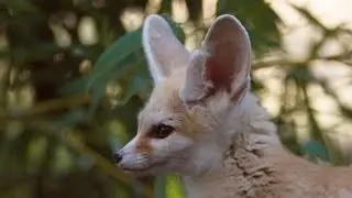 The smallest fox with the biggest ears! - Super Cute Animals: Preview - BBC