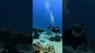 diving  🇪🇬🤿 #shorts #redsea #egipt