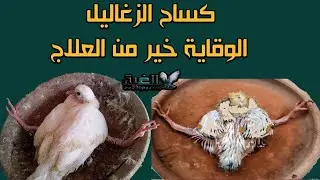 الحل النهائي لكساح الزغاليل بالتفصيل من #الغية