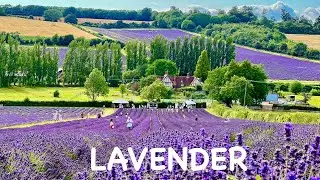 English Lavender Farm 🌿 [4K] - Purple Beauty with Peaceful Relaxing Music
