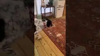 Our first time staying in a yurt with the dogs at Kingston Downs in Rome, Georgia!