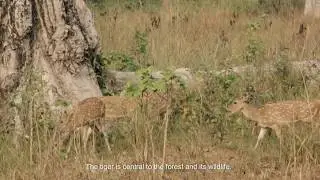 Managing critical tiger habitat in Nepal