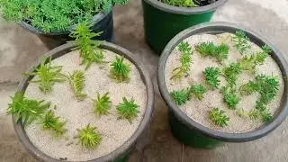 Sedum plant cutting || how to grow sedum japonicum || succulents indoor /outdoor in hindi urdu