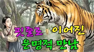 산군 호랑이와 효녀의 숨겨진 인연! 눈물 없이 볼 수 없는 한국 전래동화 감동 실화