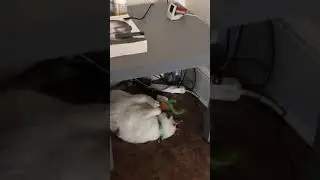 Cat loves carrot toy
