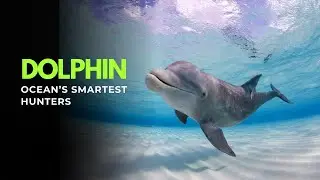 Dolphins &ndash; the ocean&rsquo;s most intelligent predators #dolphin