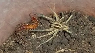 large wolf spider versus stone centipede
