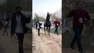 champion stallion shahbaz sire by champion saptash grand sire kala kanta#horse#viral#trending #viral