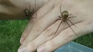 Creepy den of Cave spiders, cocoons, slings, handling without fear (Meta menardi) [Inferion7]