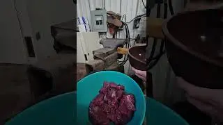 grinding venison # deer meat