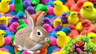 Menangkap Ayam Pelangi lucu warna warni,ayam rainbow terbaru,bebek dan kelinci lucu