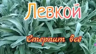 Левкой - самый терпеливый цветок