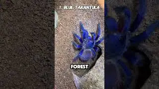 Top 3 Most Dangerous Insects You Never Want to Meet! 😨💀
