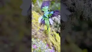 Wildlife birds.Resplendent Quetzal (Pharomachrus mocinno) flight. #wildlife #birds