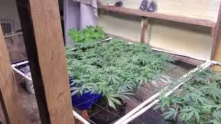 basement grow