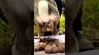 #rabbit #rabbiteating #animals #petrabbit #cute #baby #rabbite #chicks #rabbitgivingbirth #story