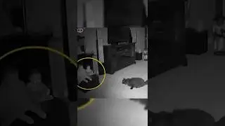 Can Cats See Ghosts?