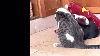 Wrestling Brothers #cat Simba vs. Max 😅😅