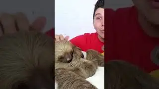 Nikocado Avocado HAD a SLOTH once!! | WHAAAT