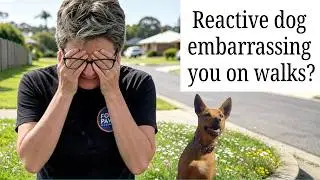 Reactive dog embarrassing you on walks?