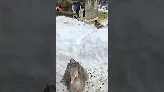 farm animals in the snow close by is the goose toronto canada jan 2026