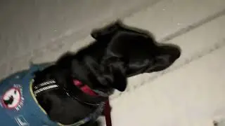 Autisme assistentie honden 
