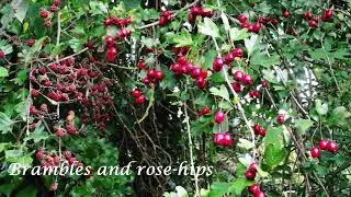A Walk in Norwood Road Wildlife Trust Nature Reserve March Cambridgeshire