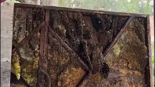 Просеивание 80 тысяч медоносных пчел в поисках одной королевы
