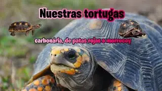 Nuestras tortugas carbonária, de patas rojas o morrocoy  | Mundo Tortuga #mundo #tortuga #tierra