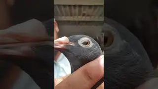 Jan Aarden Breeder female introduced by birds society in Black color Alhamdulilah #foryourpage #fyp