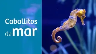 Caballitos de mar · Peces para tu acuario marino 🐴