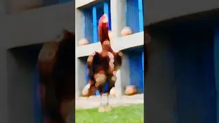 peela king aseelo ka baap #peela #aseel #rooster #aseel #murgha #farm #professionalaseelbirds2