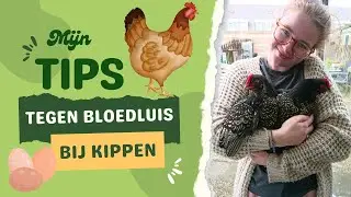 Wat doen wij tegen bloedluis bij de kippen!?