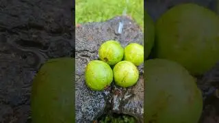 Yummmmmy green guava masala | Traditional guava pickle 🍐😋😍#GuavaPickle #IMRush