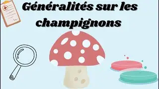 Généralités sur les champignons by Nélma