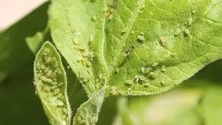 Make your own insect killing soap spray